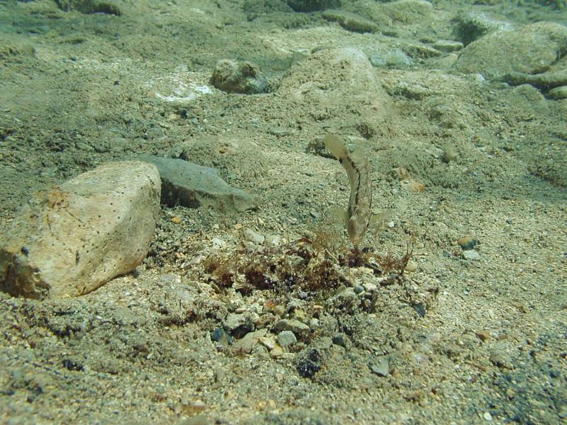 Crenilabrus cinereus